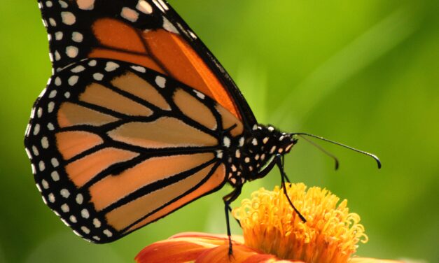 Help Save the Monarch Butterflies by Isabella Leo