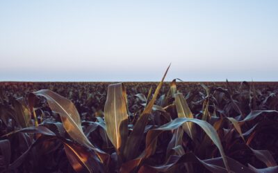 Oral History: Media in 1950s Nebraska by Amanda Williams