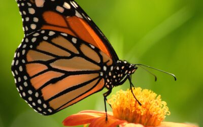 Help Save the Monarch Butterflies by Isabella Leo