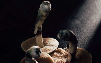 Psilocybin Legislation Q & A by Gunnar Daniels and Alex Organa